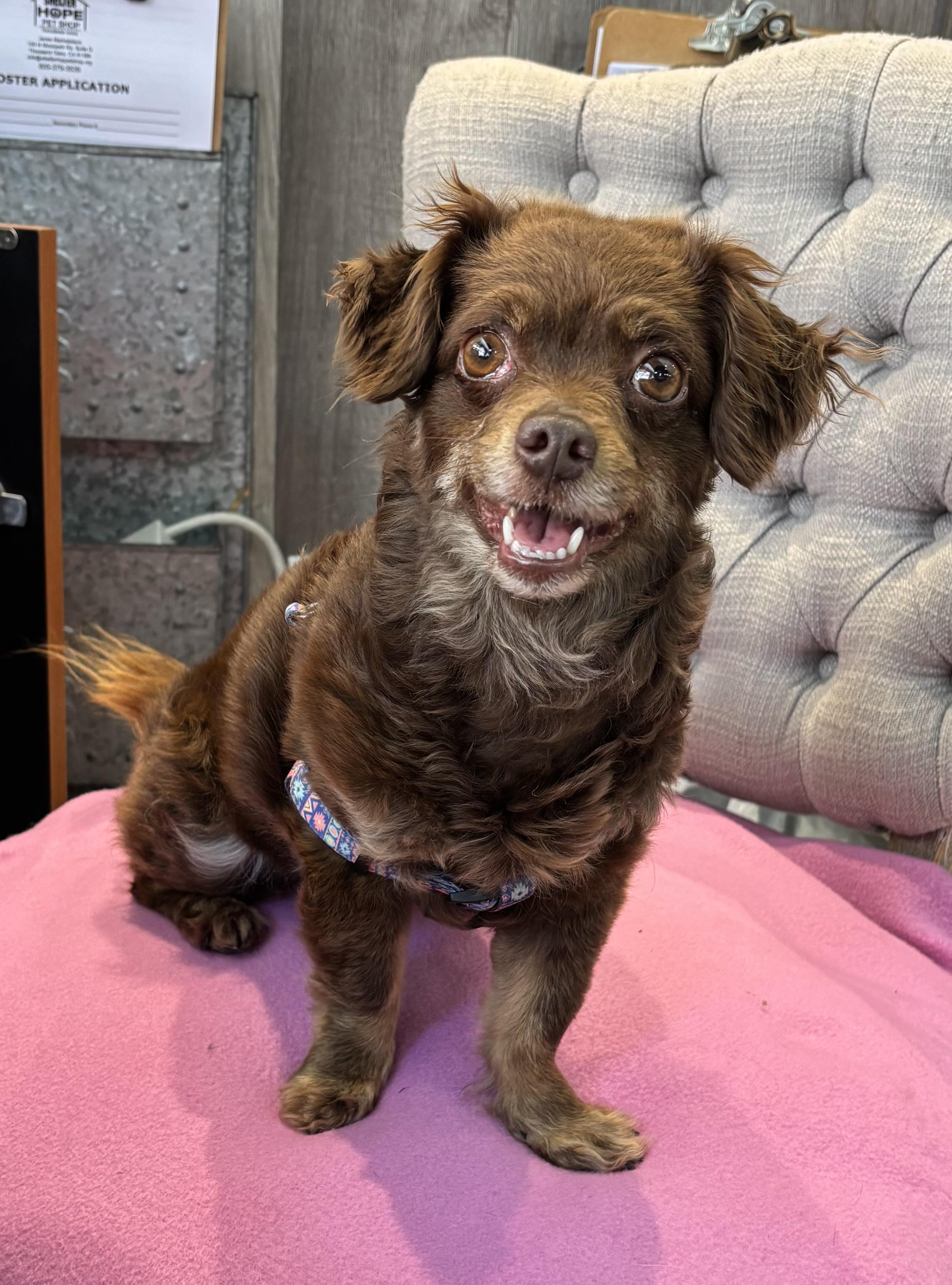 Enlarge Babosa, a ADOPTABLE mixed breed in Thousand Oaks, CA image 2/2