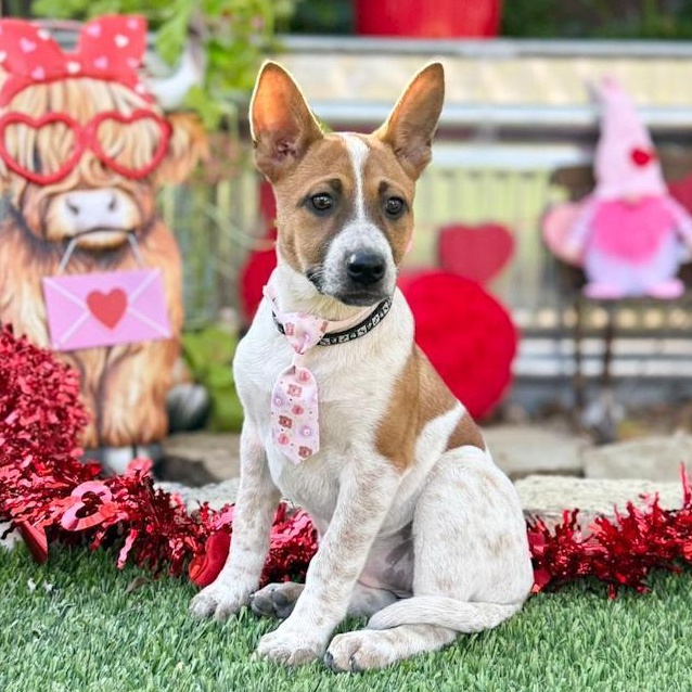 Moxie, a ADOPTABLE mixed breed in Southport, CT image 4/6