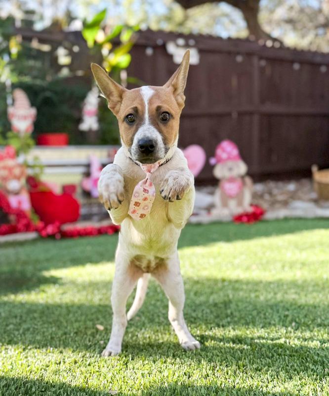 Moxie, a ADOPTABLE mixed breed in Southport, CT image 6/6