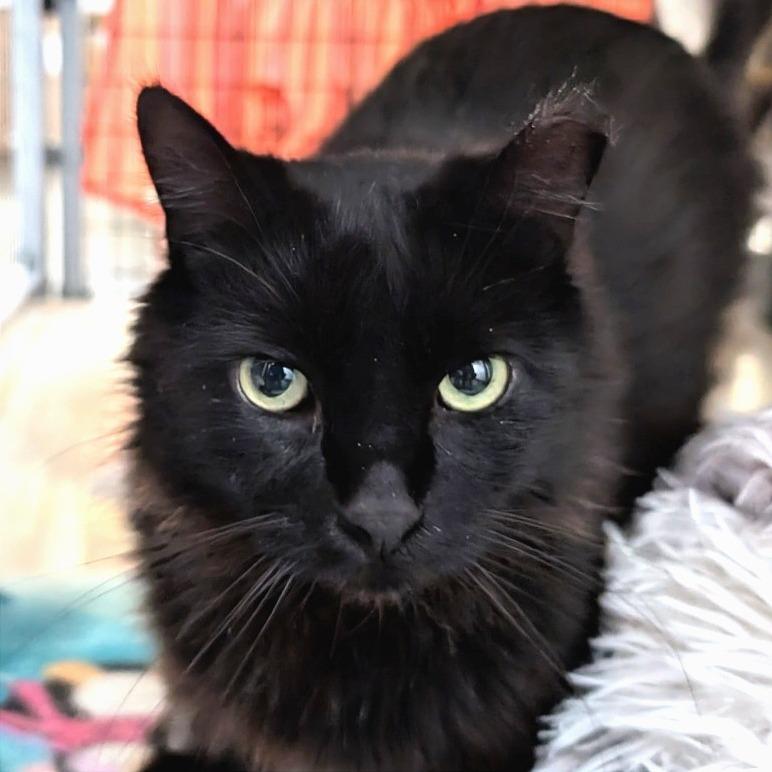 Jasper, Adoptable, Adult Male Domestic Medium Hair.