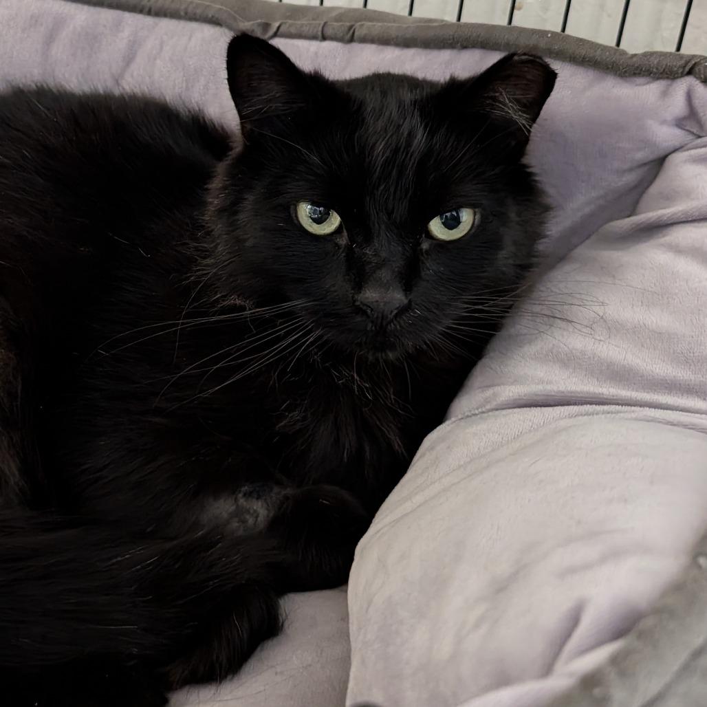 Enlarge Jasper, a Adoptable Domestic Medium Hair in Redwood Valley, CA image 2/6