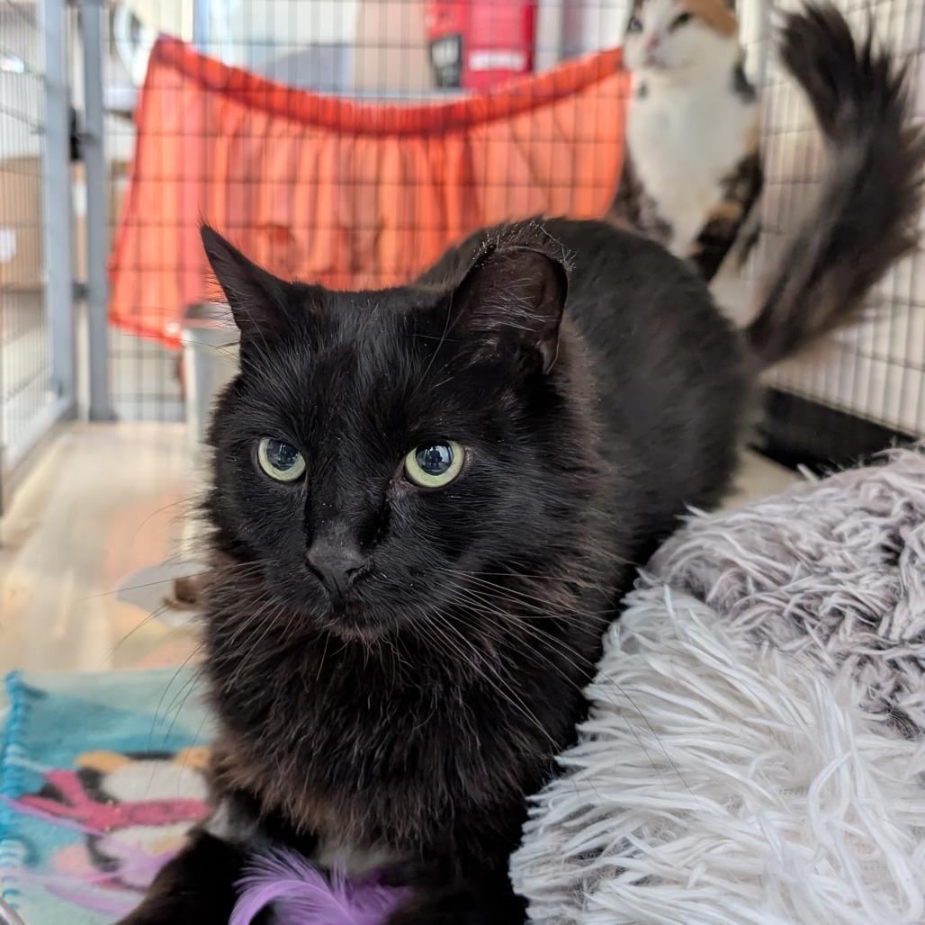 Enlarge Jasper, a Adoptable Domestic Medium Hair in Redwood Valley, CA image 3/6