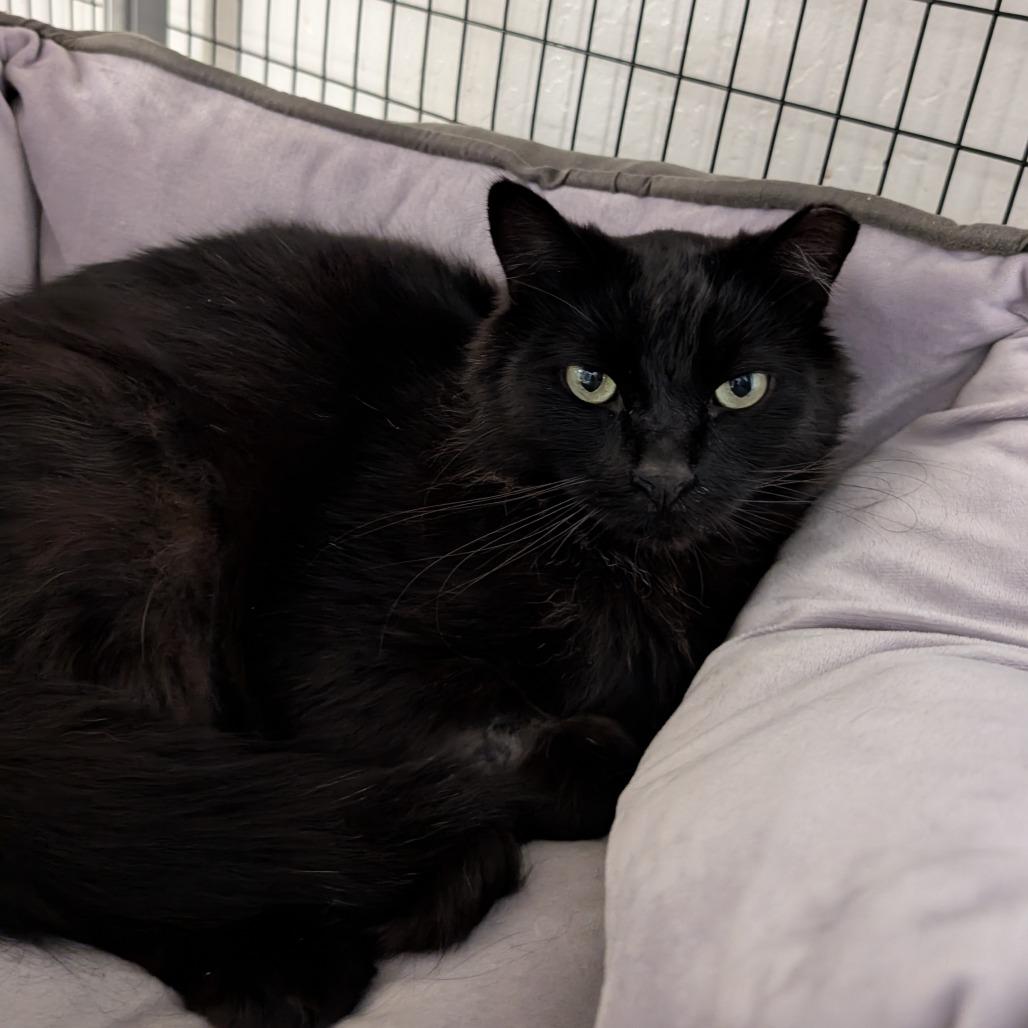 Enlarge Jasper, a Adoptable Domestic Medium Hair in Redwood Valley, CA image 4/6