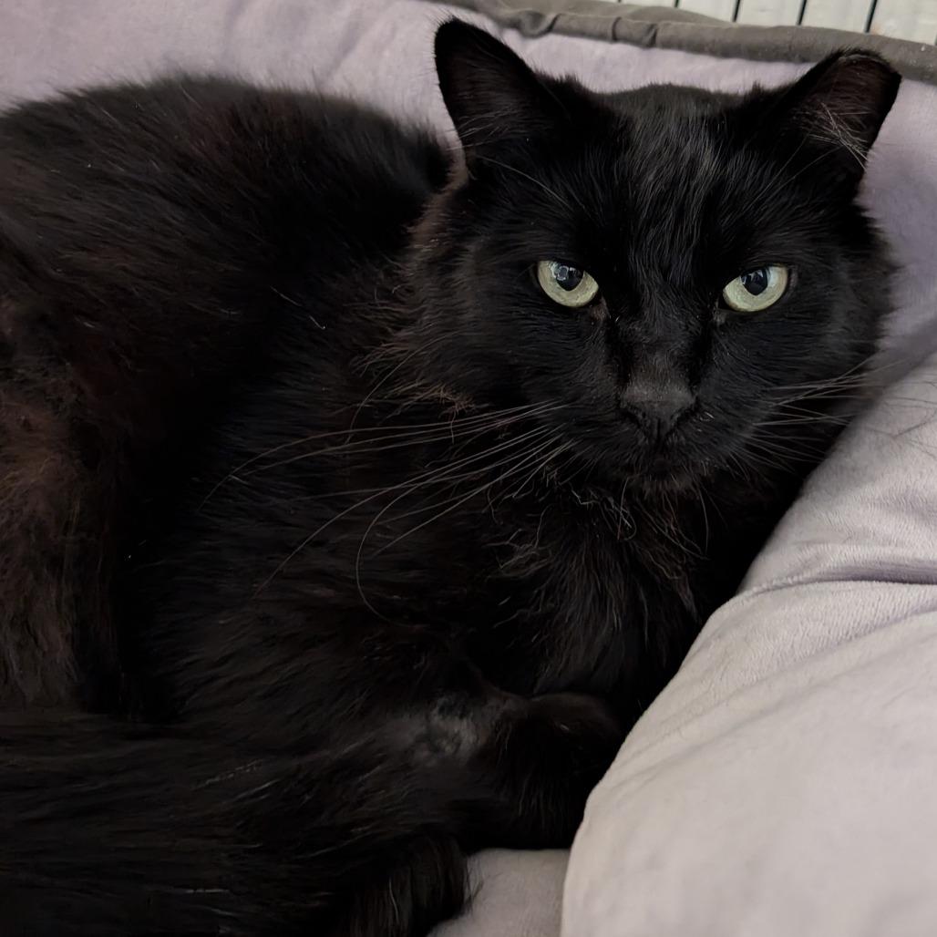 Enlarge Jasper, a Adoptable Domestic Medium Hair in Redwood Valley, CA image 5/6