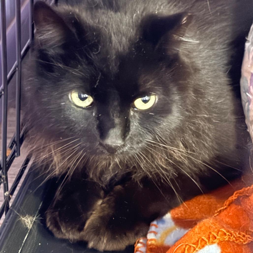 Enlarge Jasper, a Adoptable Domestic Medium Hair in Redwood Valley, CA image 6/6