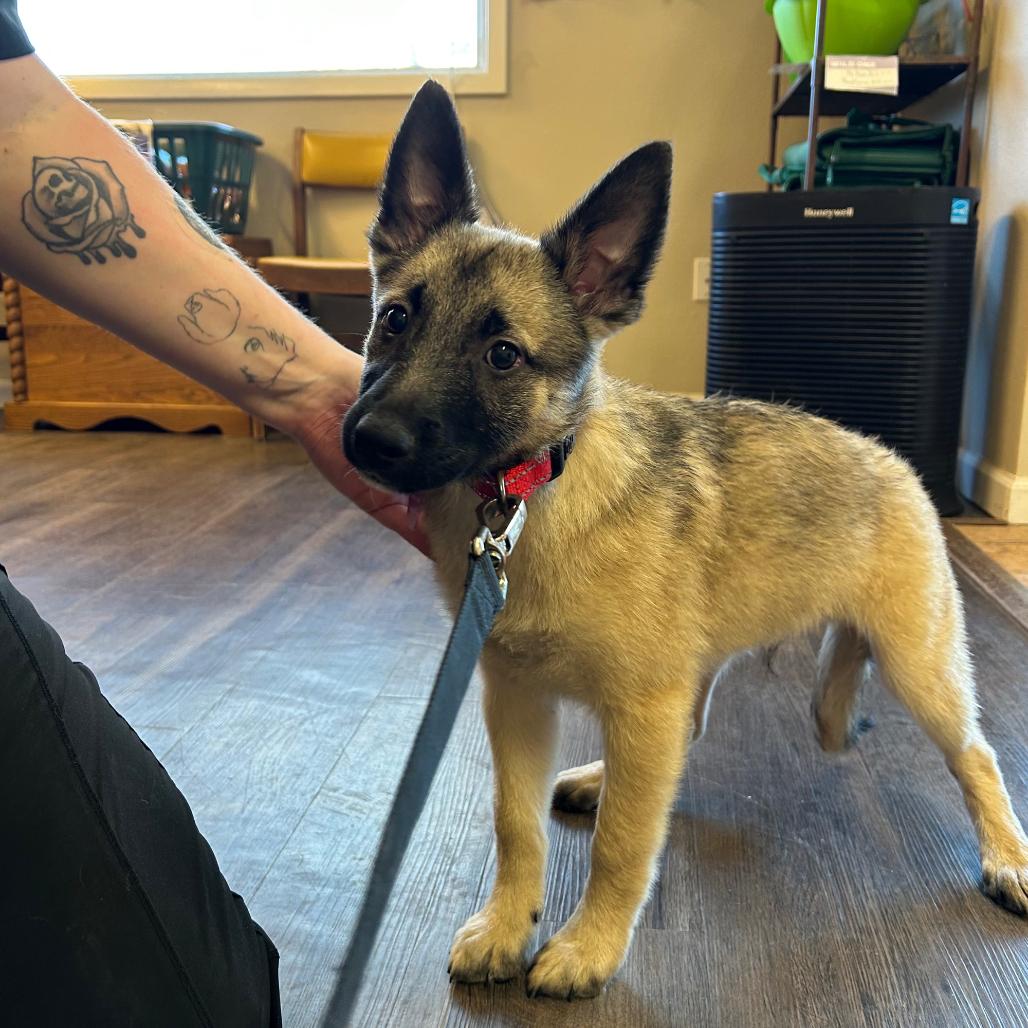 Bucklee, Adoptable, Puppy Male Cattle Dog & Keeshond.