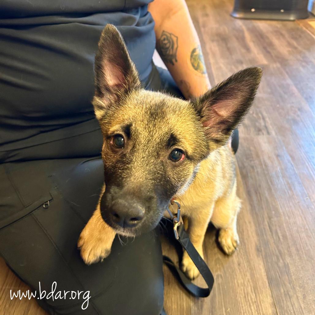 Enlarge Bucklee, a Adoptable mixed breed in Cheyenne, WY image 2/2
