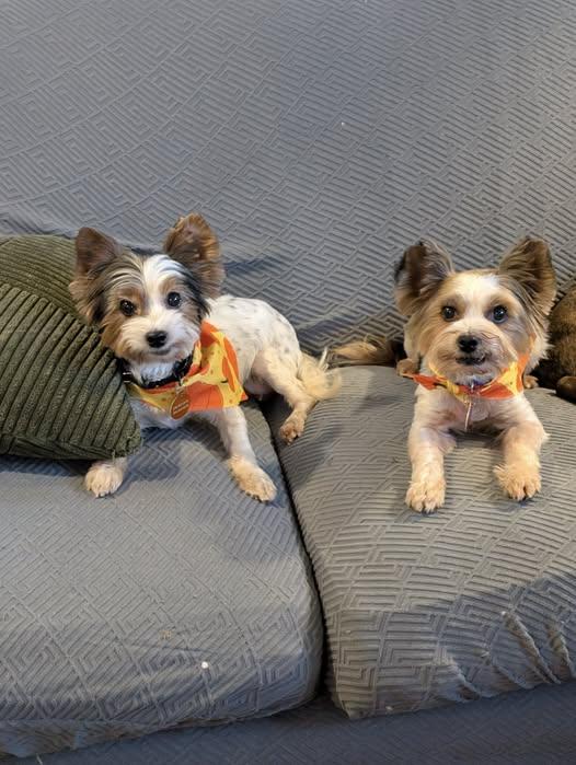 Sophia, adopted, Adult Female Yorkshire Terrier.