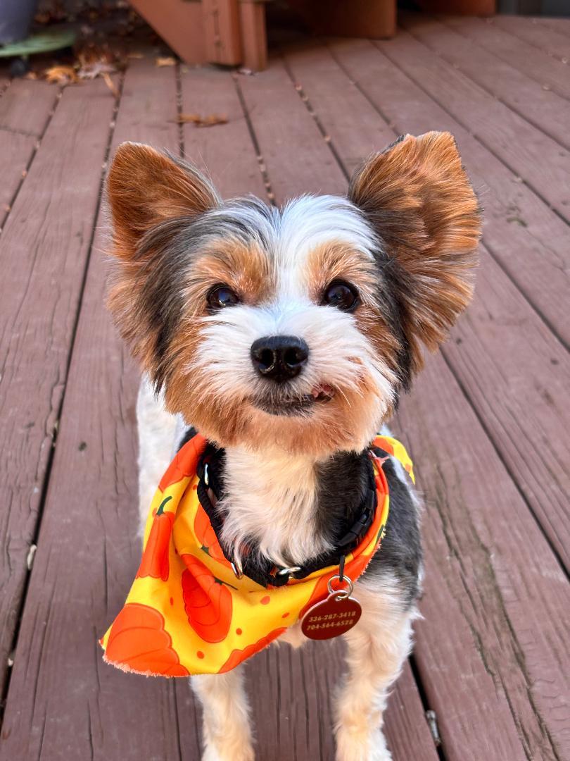 Sophia, adopted, Adult Female Yorkshire Terrier.