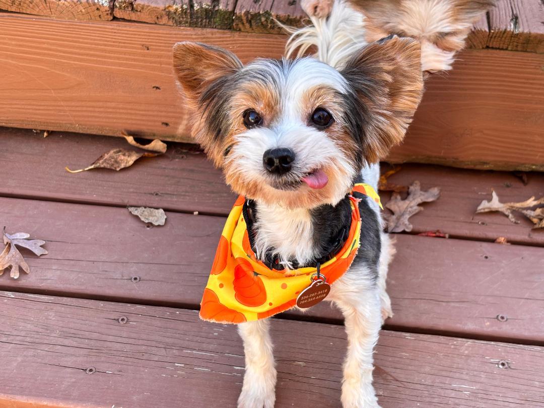 Sophia, an adopted mixed breed in Winston-Salem, NC image 3/6