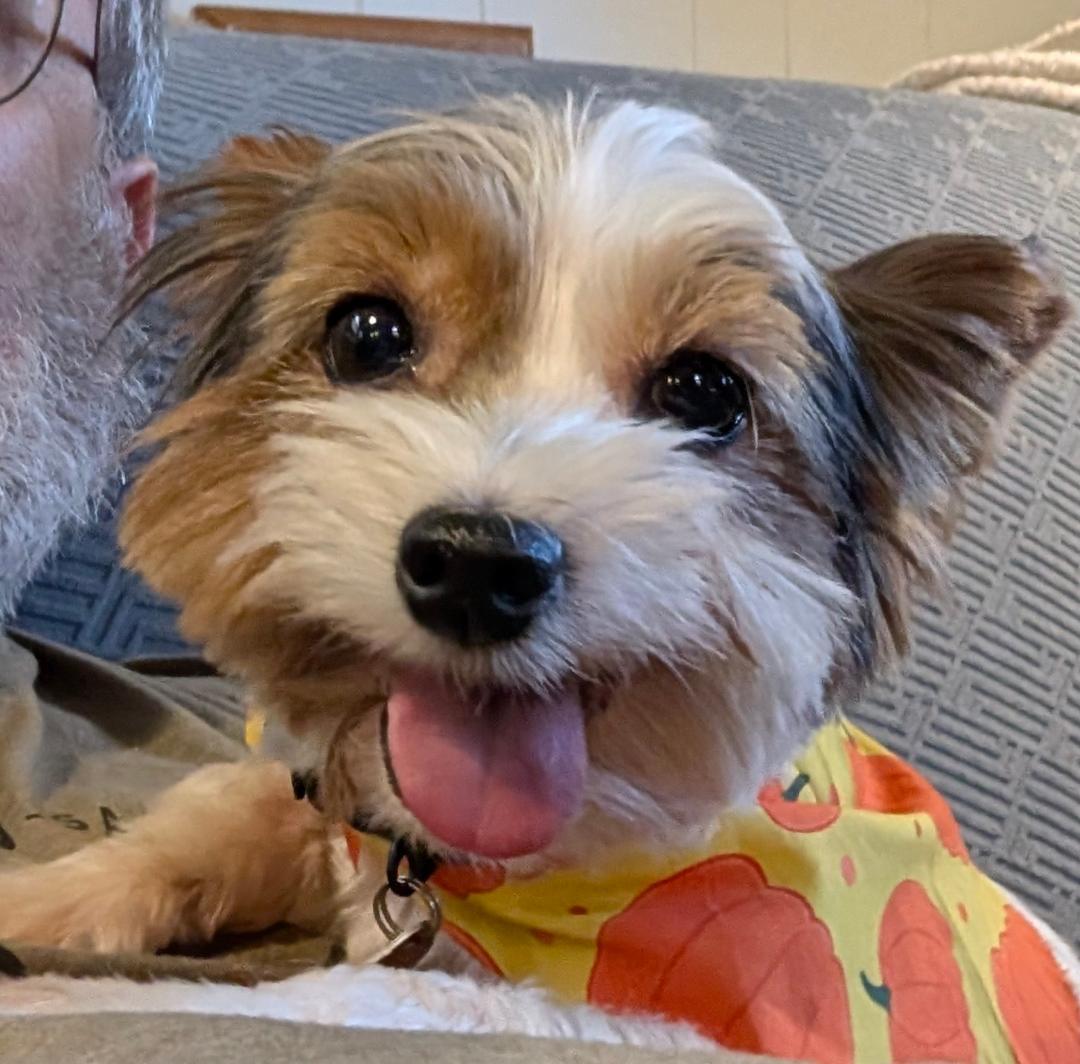 Sophia, an adopted mixed breed in Winston-Salem, NC image 5/6