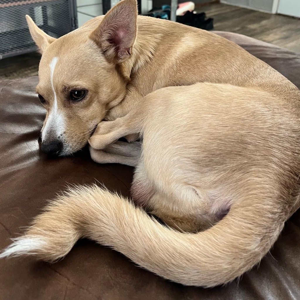 Prince, a ADOPTABLE mixed breed in Carrollton, TX image 5/5