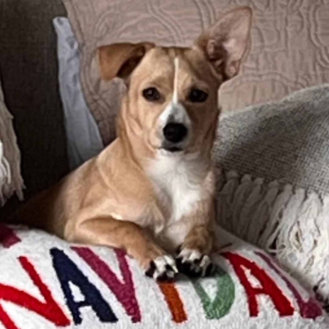 Prince, ADOPTABLE, Young Male Chihuahua.