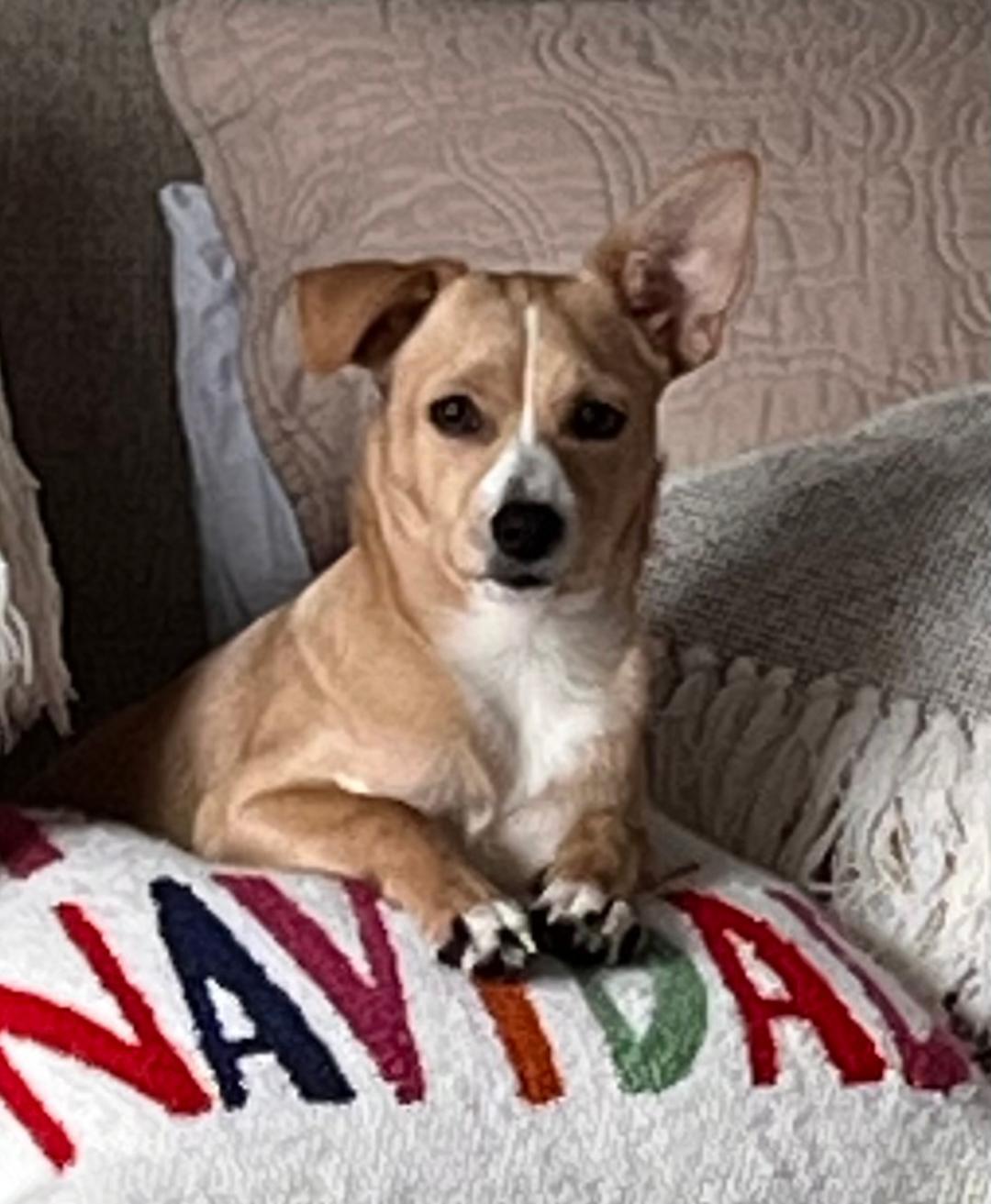 Enlarge Prince, a ADOPTABLE mixed breed in Carrollton, TX image 2/5