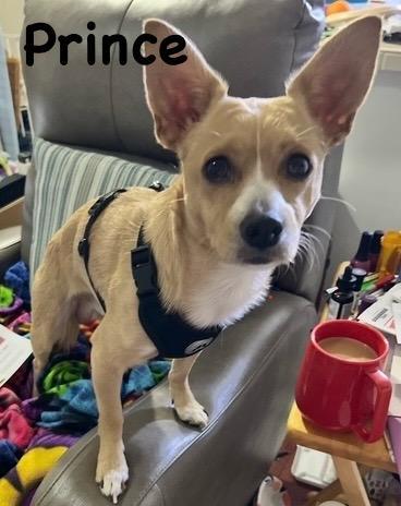 Enlarge Prince, a ADOPTABLE mixed breed in Carrollton, TX image 3/5