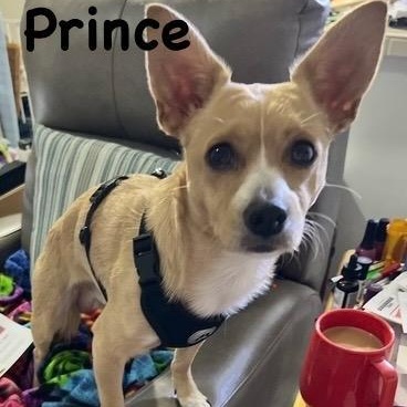 Prince, a ADOPTABLE mixed breed in Carrollton, TX image 3/5