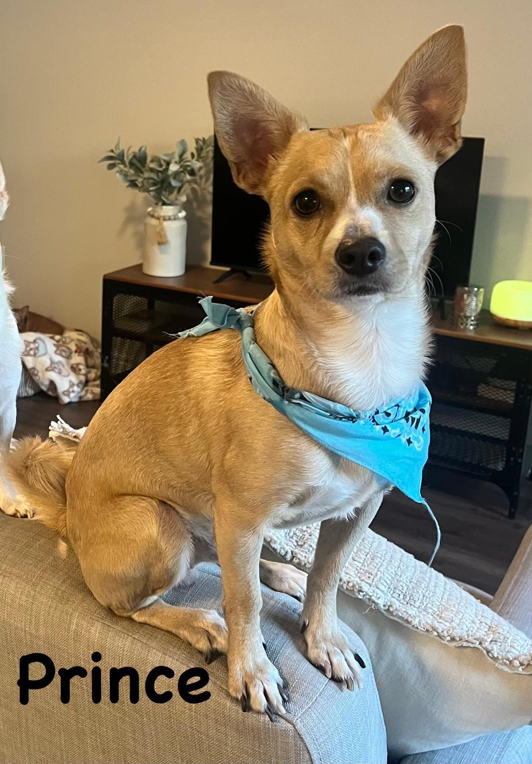 Prince, ADOPTABLE, Young Male Chihuahua.