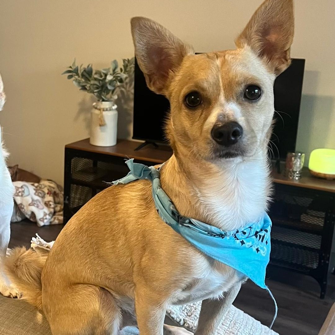 Prince, a ADOPTABLE mixed breed in Carrollton, TX image 2/5
