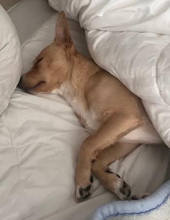 Enlarge Prince, a ADOPTABLE mixed breed in Carrollton, TX image 4/5