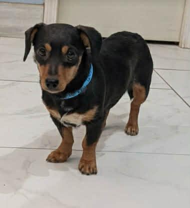 Enlarge Ruby, a ADOPTABLE mixed breed in Boulder, CO image 3/6