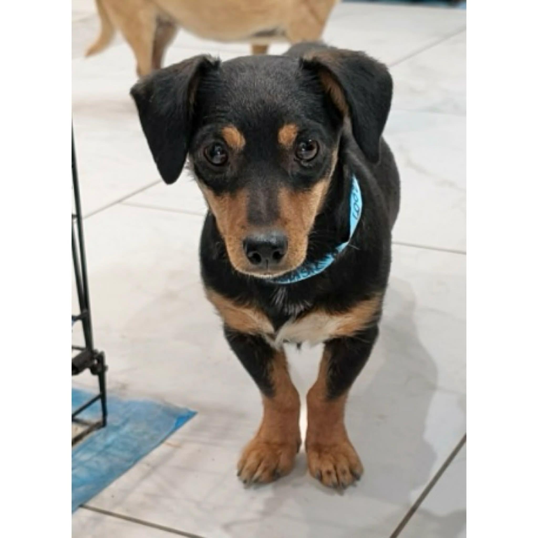 Enlarge Ruby, a ADOPTABLE mixed breed in Boulder, CO image 2/6