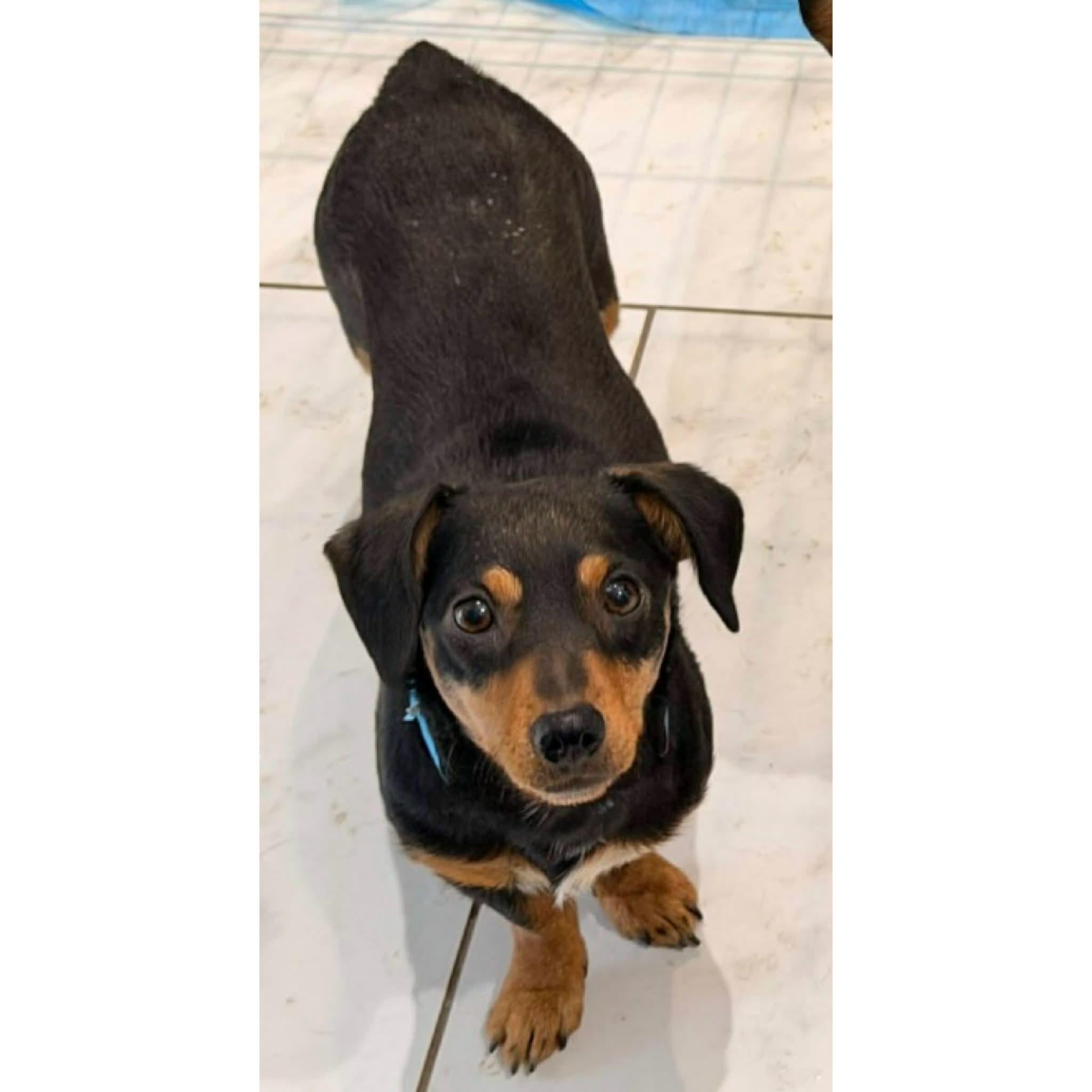 Enlarge Ruby, a ADOPTABLE mixed breed in Boulder, CO image 1/6