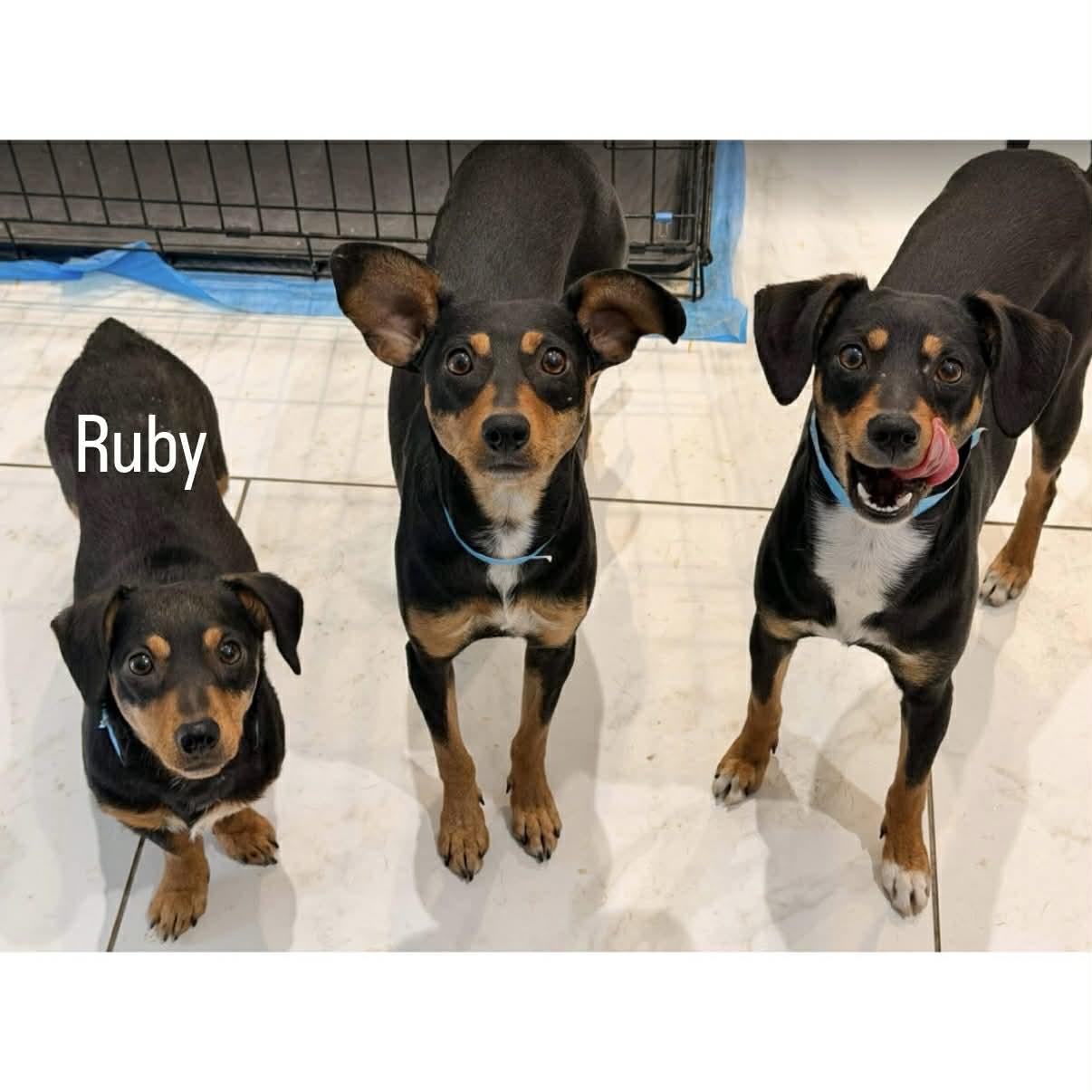 Enlarge Ruby, a ADOPTABLE mixed breed in Boulder, CO image 5/6
