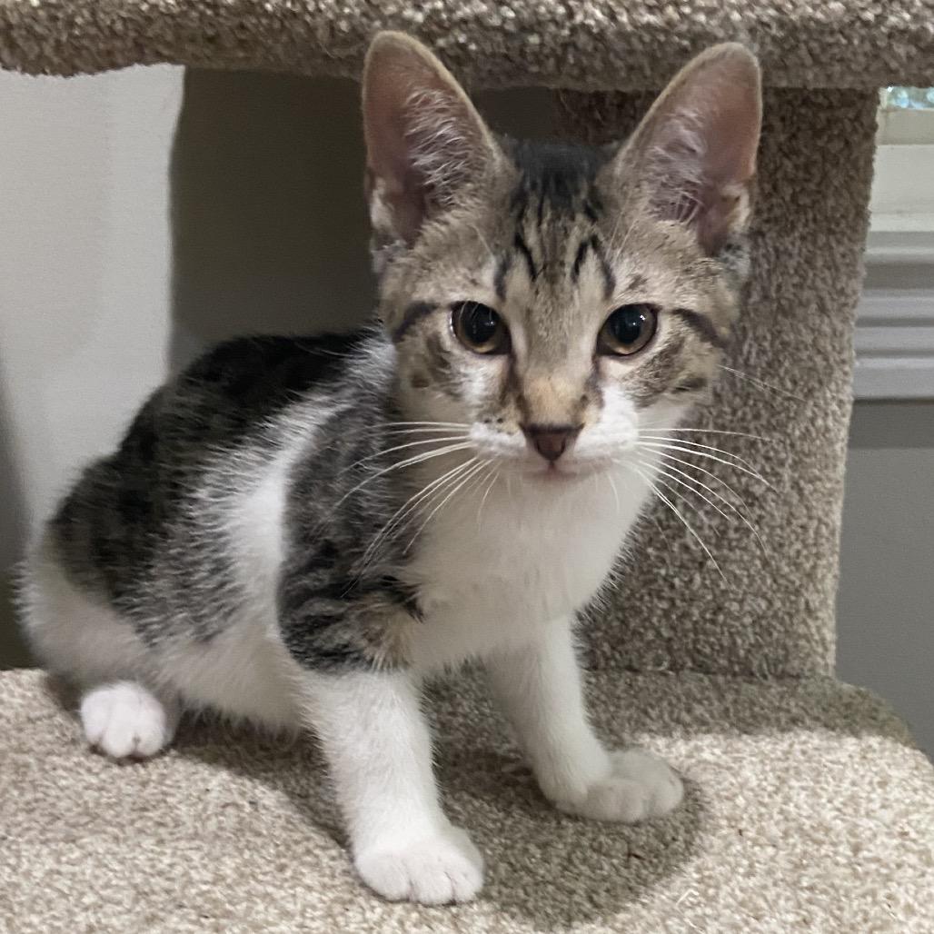 Sheba, Adoptable, Kitten Male Domestic Short Hair.