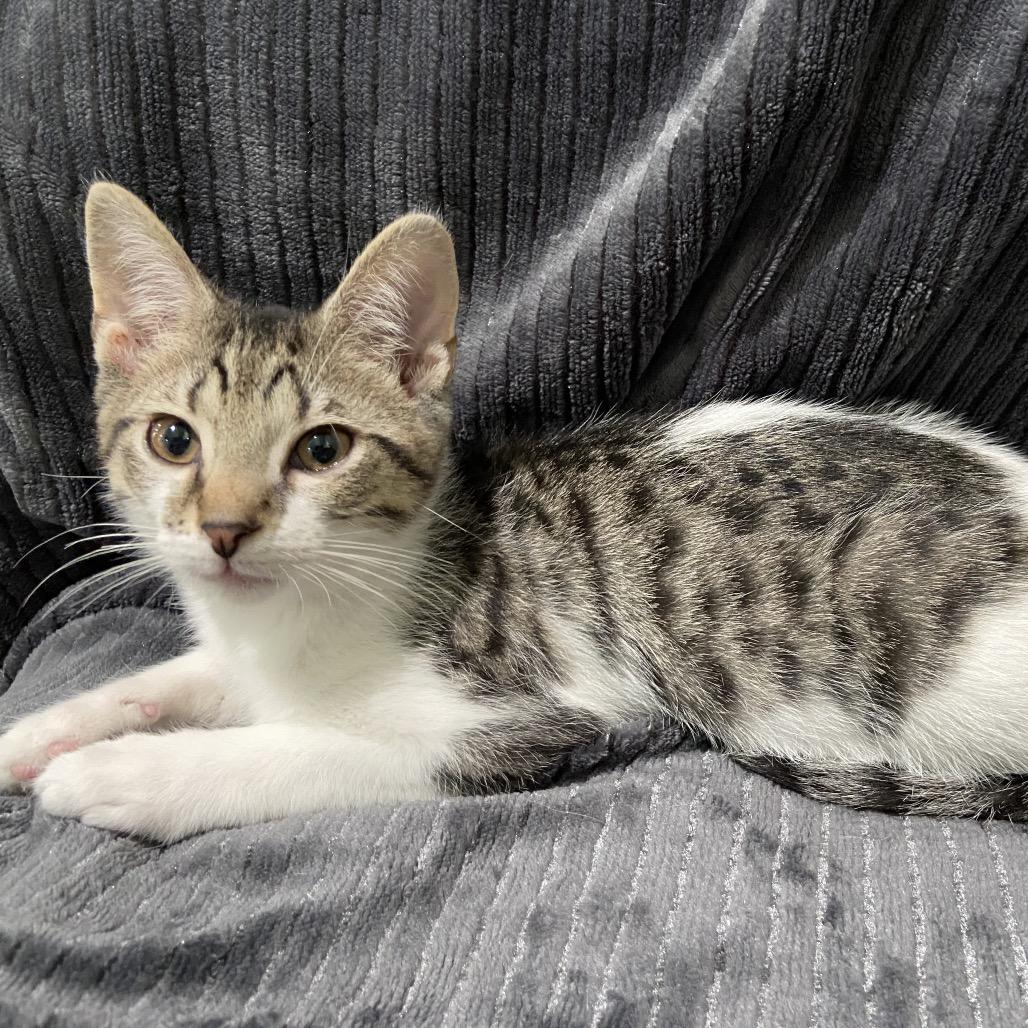 Enlarge Sheba, a Adoptable Domestic Short Hair in La Grange, KY image 2/3