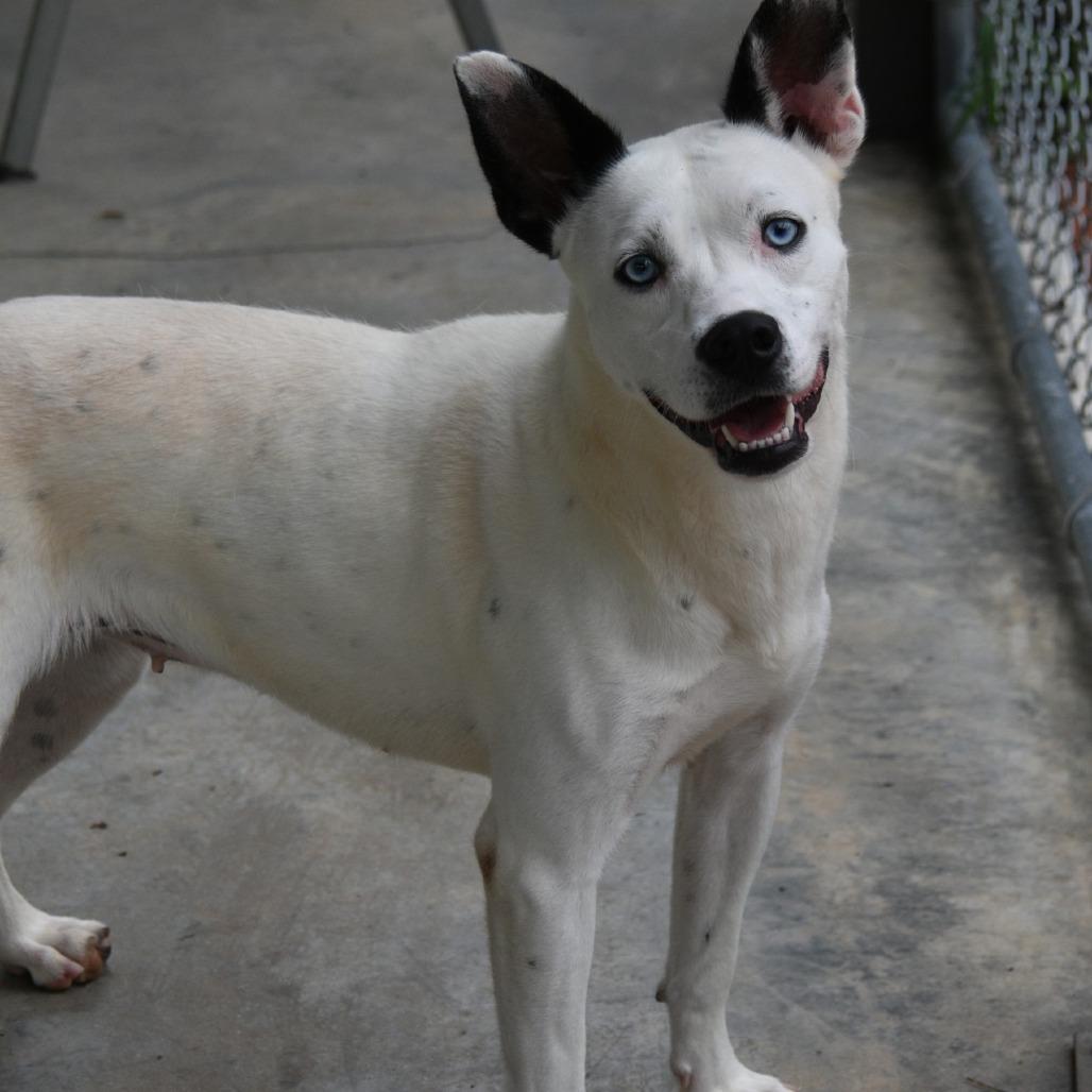 Lottie, Adoptable, Adult Female Cattle Dog.