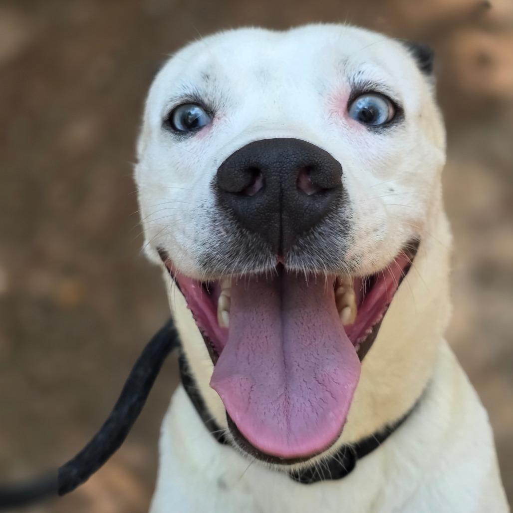 Lottie, a Adoptable Cattle Dog in Columbus, NC image 3/6