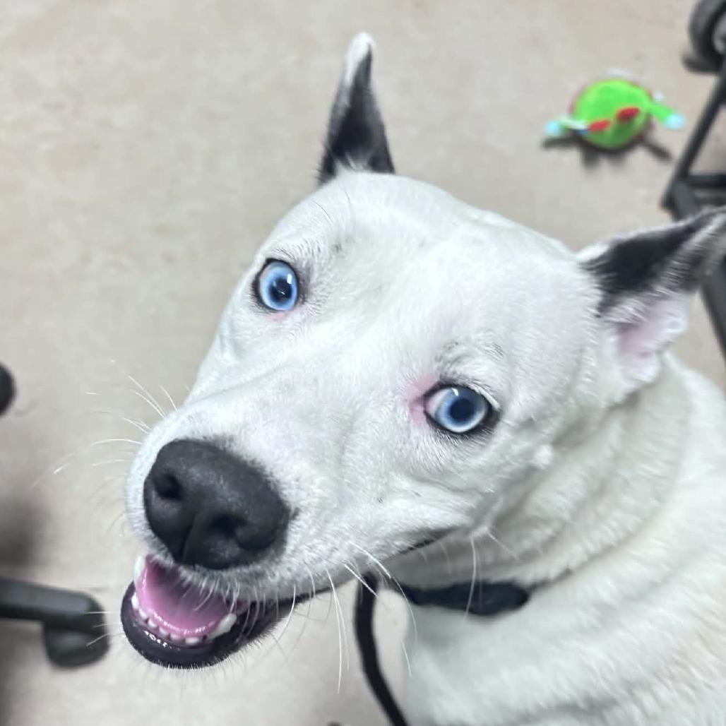 Lottie, a Adoptable Cattle Dog in Columbus, NC image 5/6