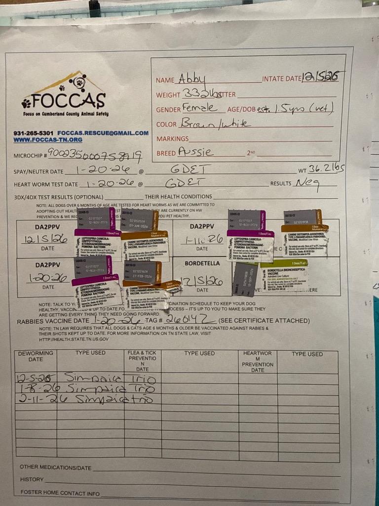 Enlarge Abby, a Adopted Australian Shepherd in Crossville, TN image 1/6