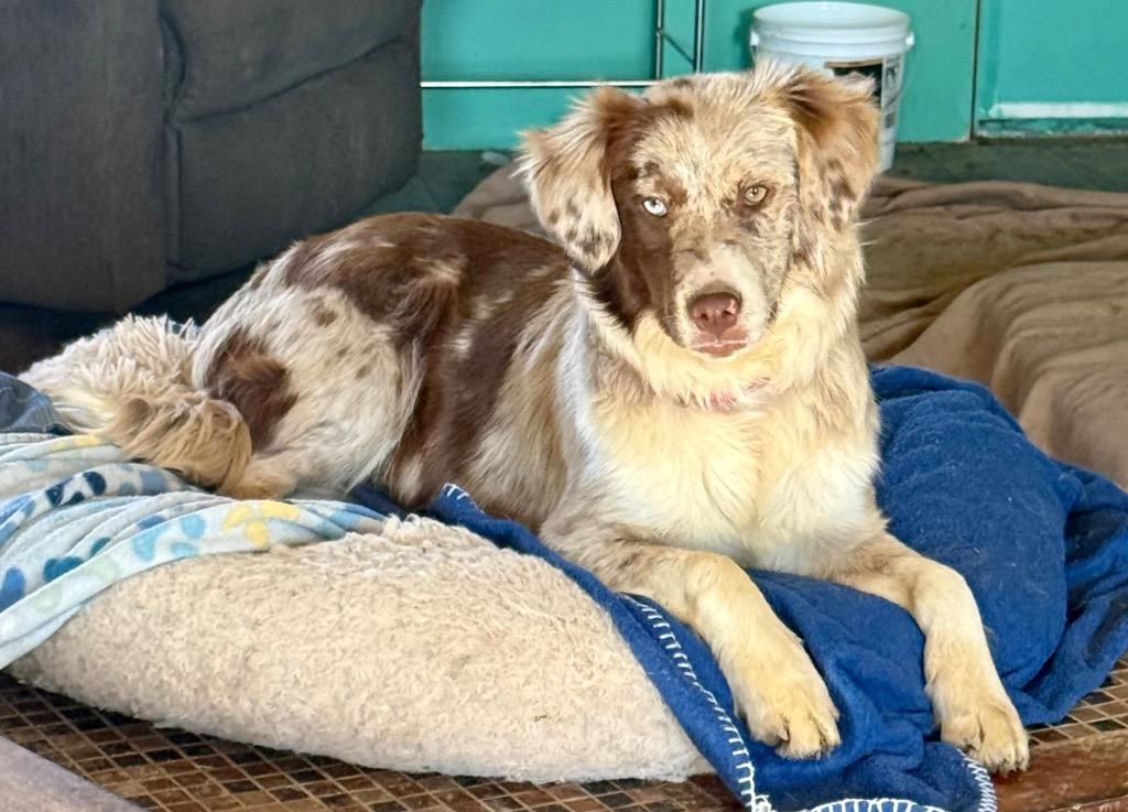 Enlarge Abby, a Adopted Australian Shepherd in Crossville, TN image 2/6