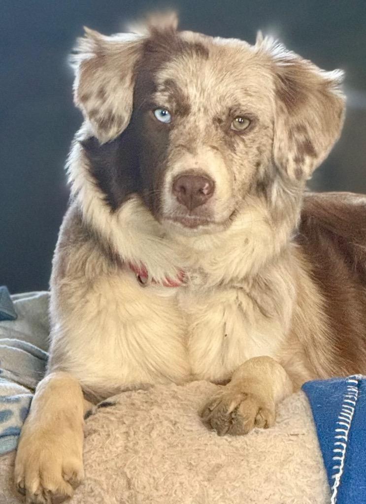 Enlarge Abby, a Adopted Australian Shepherd in Crossville, TN image 4/6