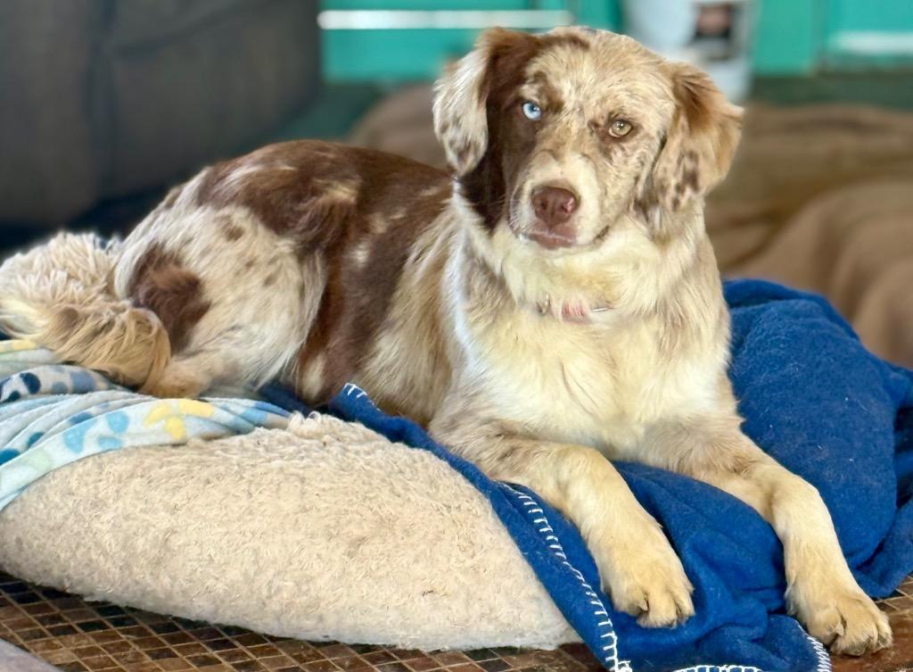 Enlarge Abby, a Adopted Australian Shepherd in Crossville, TN image 5/6
