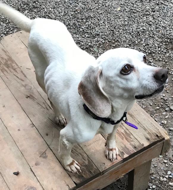 Peaches, ADOPTABLE, Adult Female Beagle.
