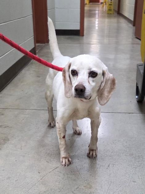 Enlarge Peaches, a ADOPTABLE Beagle in Honeoye Falls, NY image 1/1