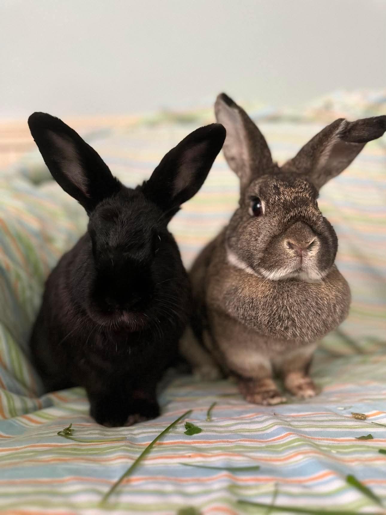 Cha Cha (bonded with Curry), an adopted Bunny Rabbit in Portland, ME image 2/4