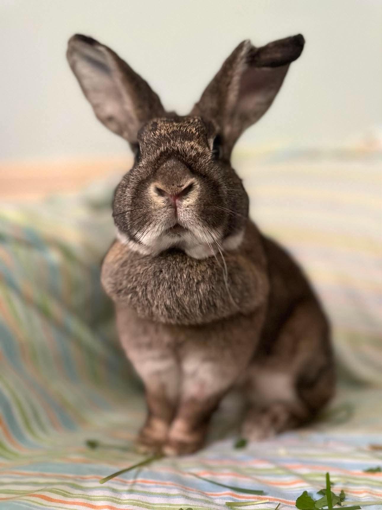 Cha Cha (bonded with Curry), adopted, Senior Female Bunny Rabbit.