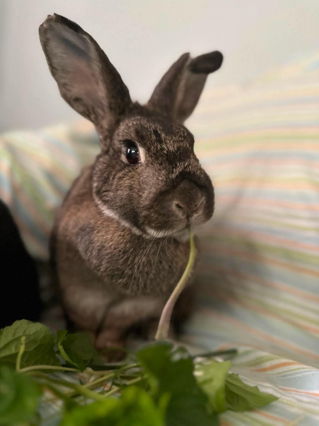 Cha Cha (bonded with Curry), an adopted Bunny Rabbit in Portland, ME image 3/4