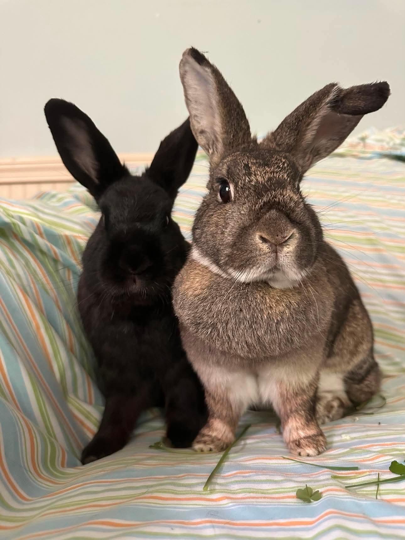 Cha Cha (bonded with Curry), an adopted Bunny Rabbit in Portland, ME image 4/4