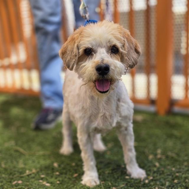 FLUFFY, adopted, Senior Female Poodle.