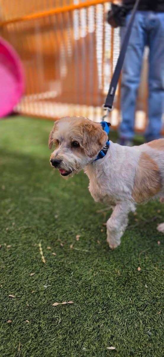 FLUFFY, an adopted mixed breed in Las Vegas, NV image 2/2