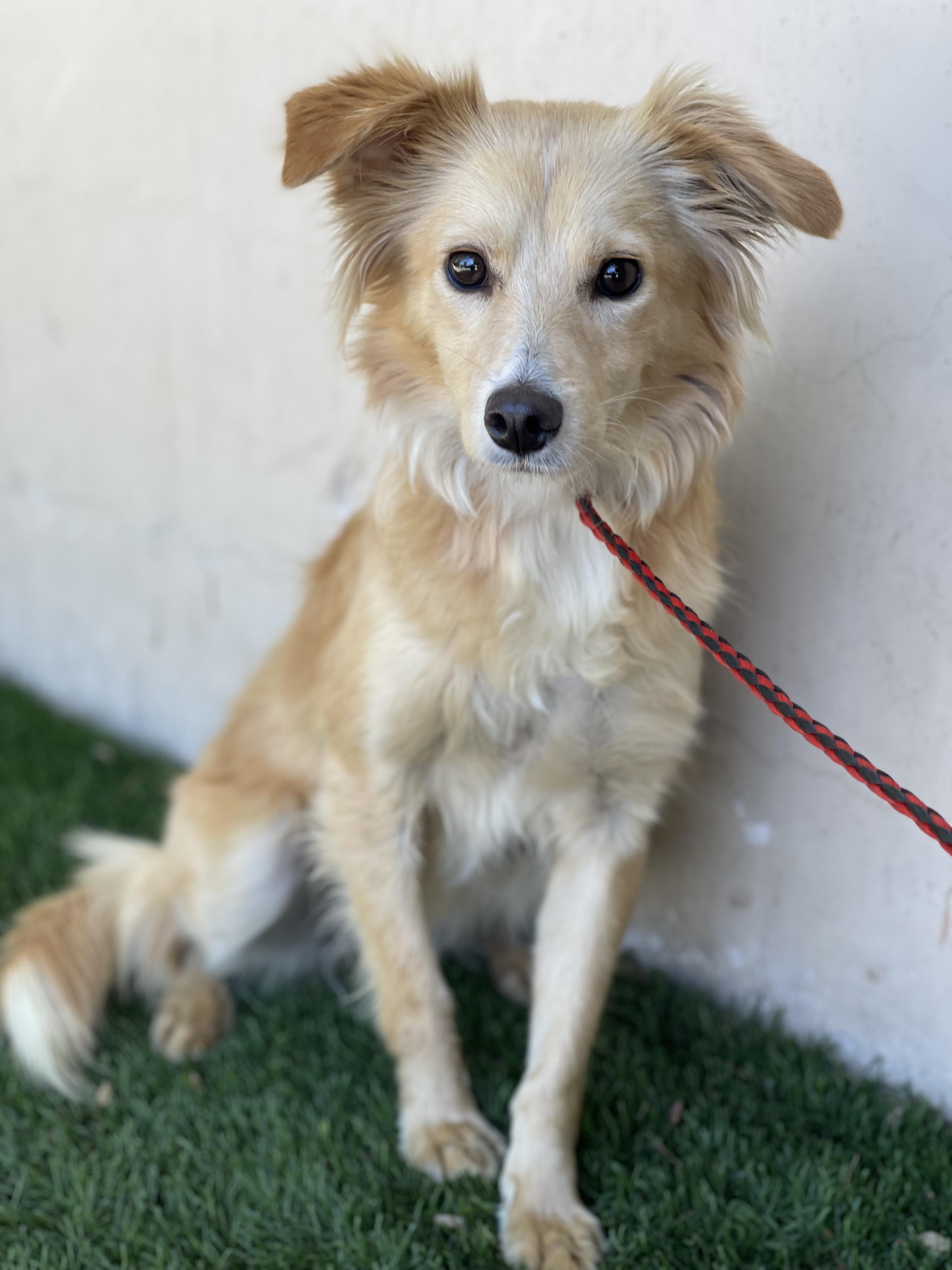 Enlarge GRETEL, a Adopted mixed breed in Rowland Heights, CA image 1/2