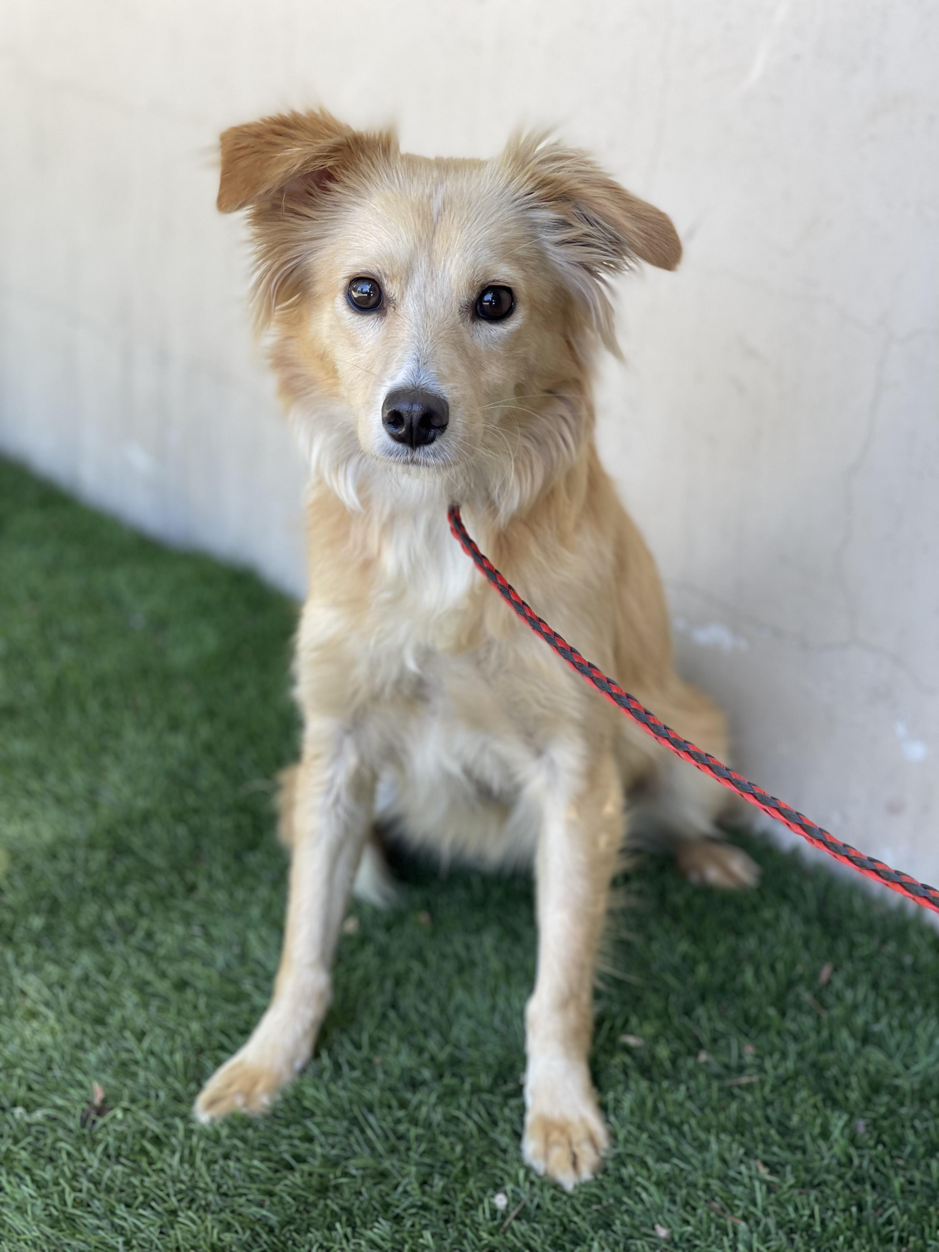 Enlarge GRETEL, a Adopted mixed breed in Rowland Heights, CA image 2/2