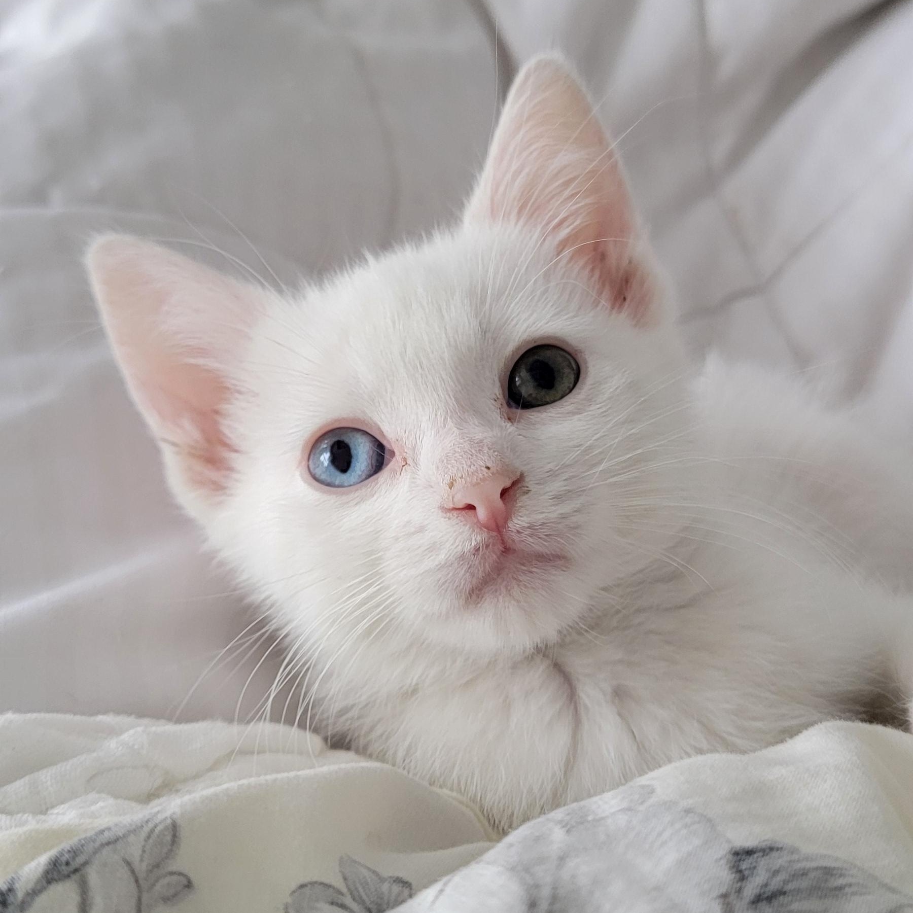 Silas, a ADOPTABLE Domestic Short Hair in Wyandotte, MI image 1/5