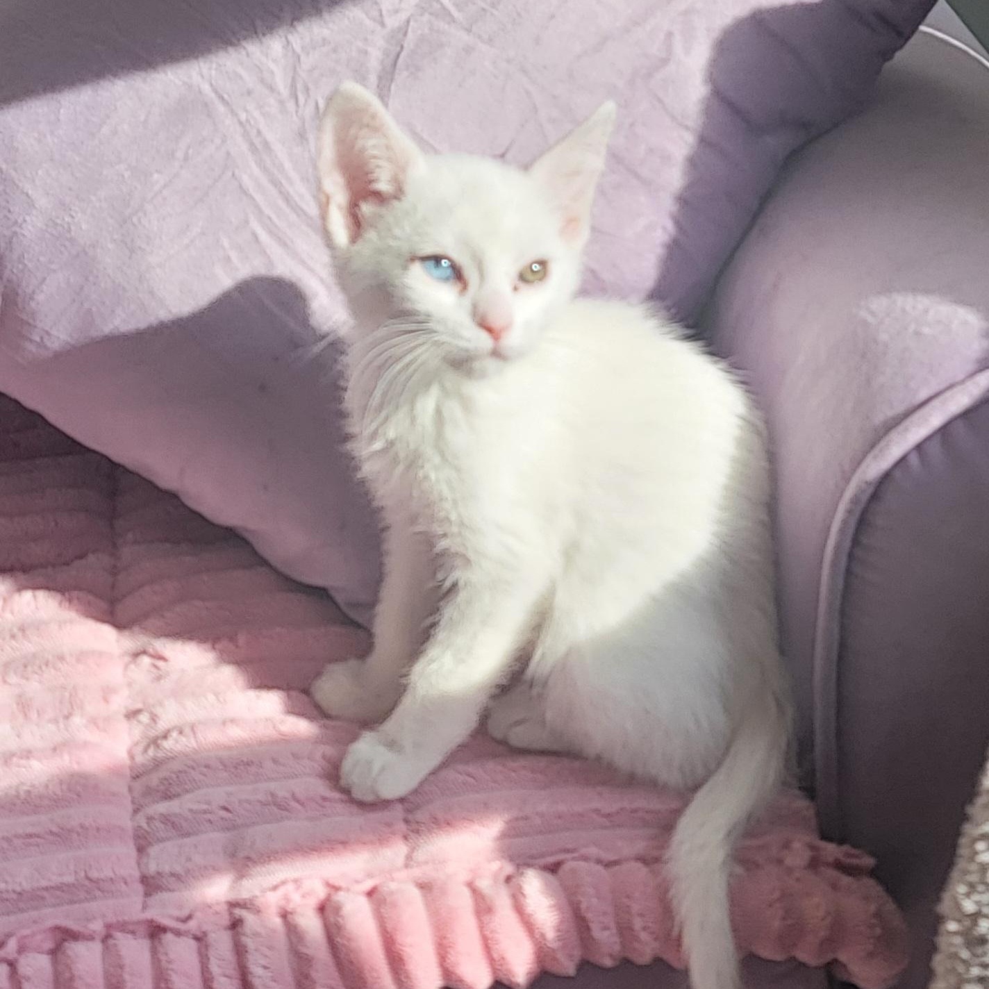 Silas, a ADOPTABLE Domestic Short Hair in Wyandotte, MI image 4/5