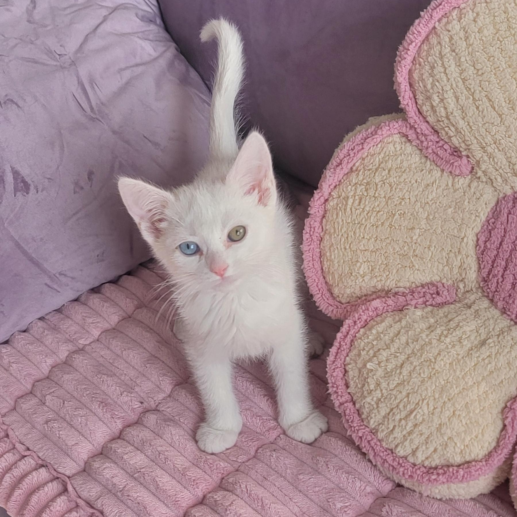 Silas, a ADOPTABLE Domestic Short Hair in Wyandotte, MI image 5/5