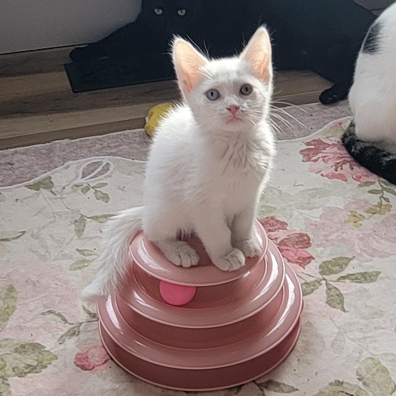 Silas, a ADOPTABLE Domestic Short Hair in Wyandotte, MI image 3/5